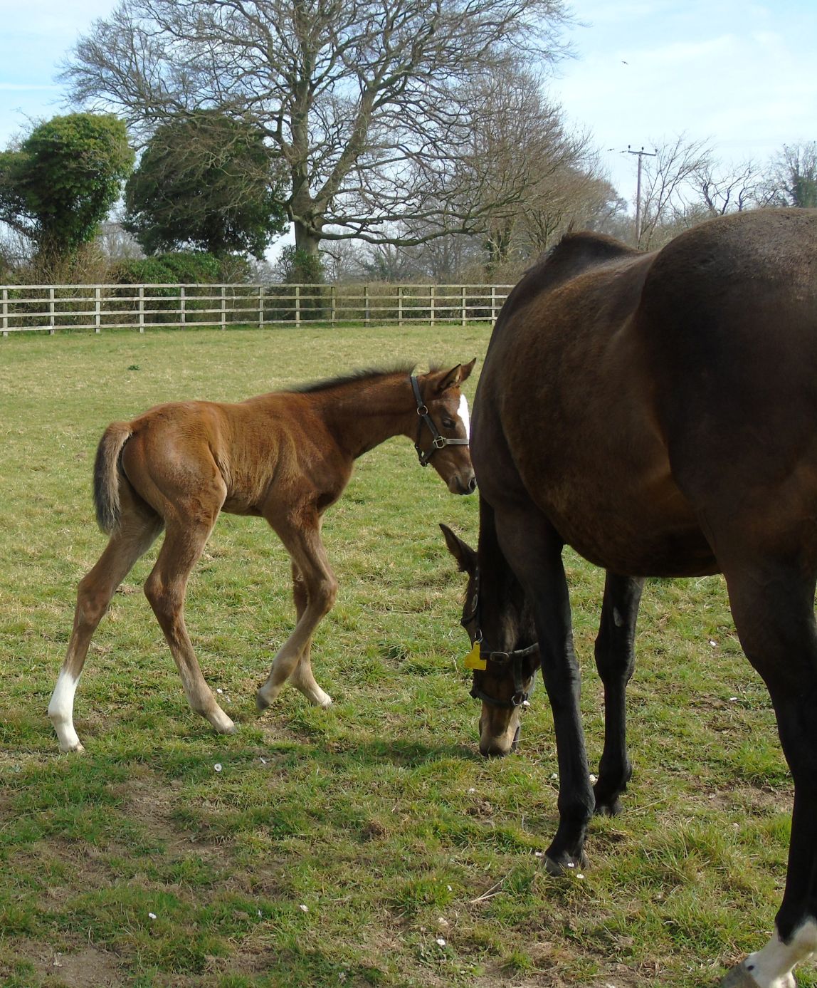 2025 filly by Lope de Vega